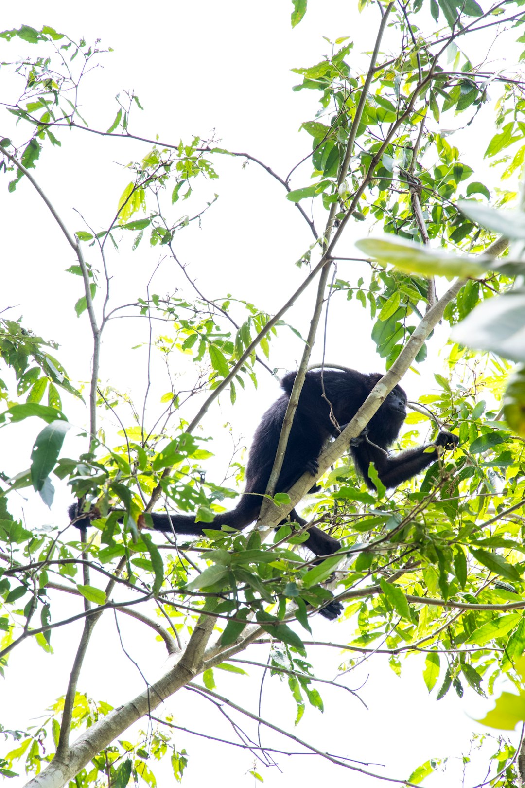 belize