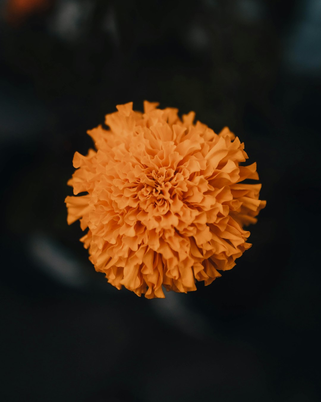 bermuda