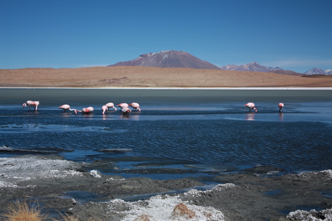 bolivia