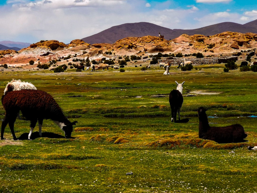 bolivia