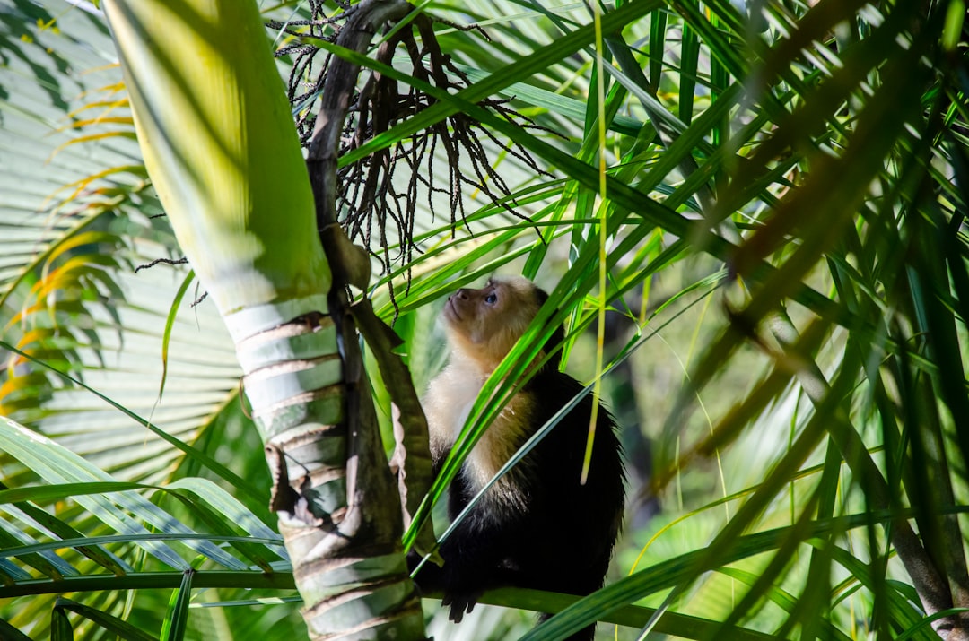 costa_rica