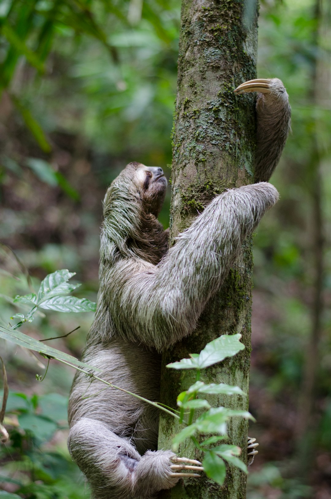 costa_rica