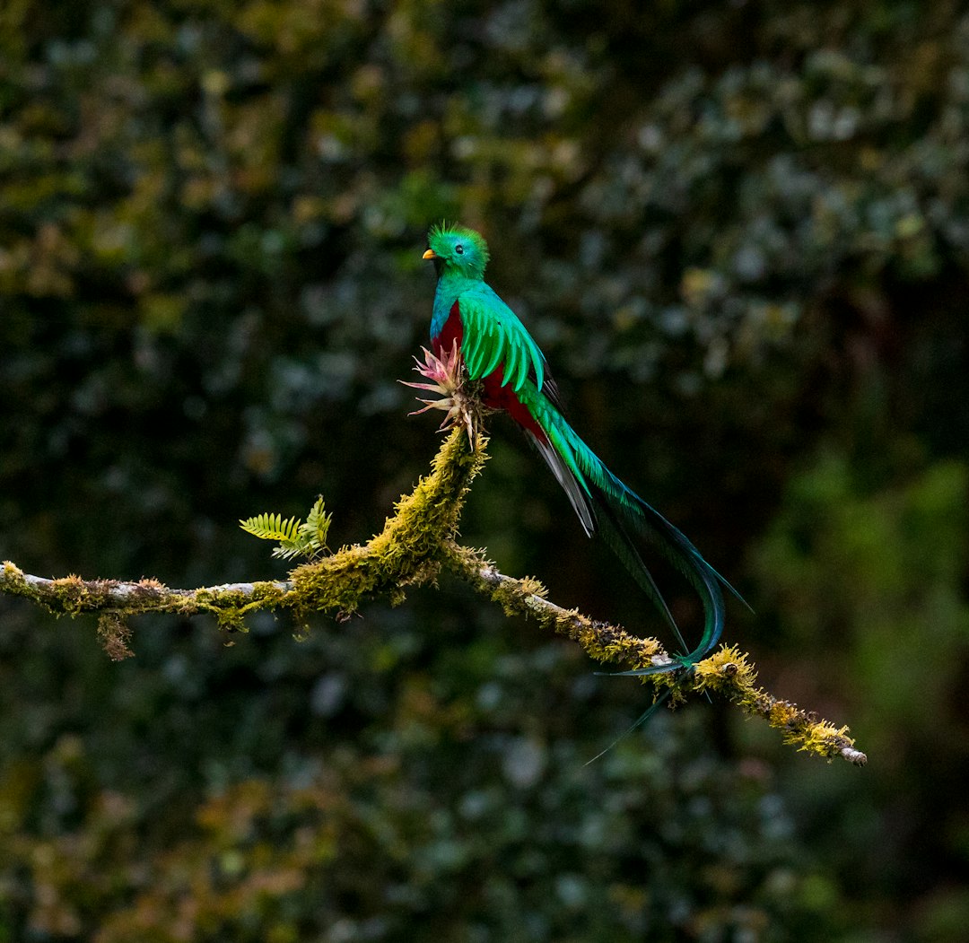 costa_rica