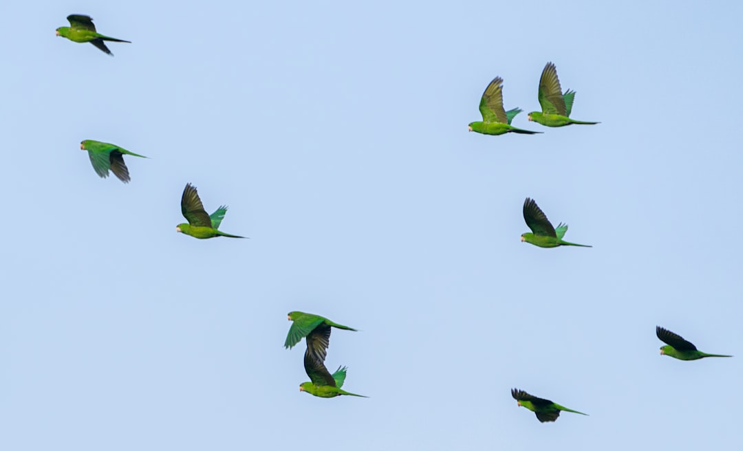 guatemala